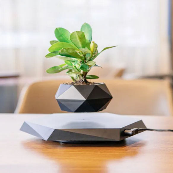 Levitating Plant